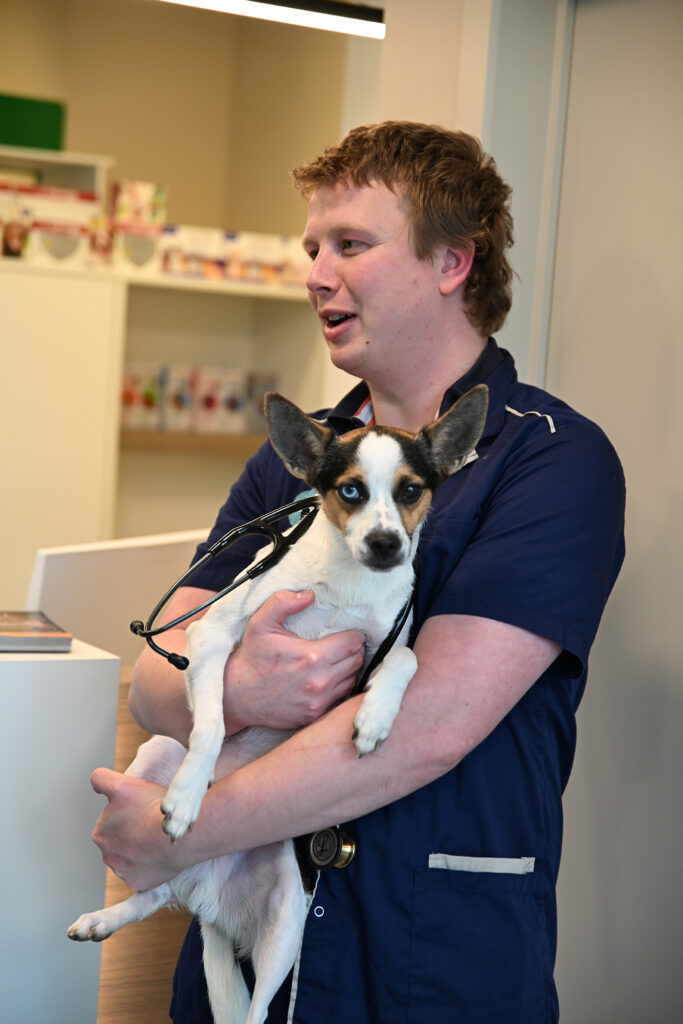 Joris doet consultatie hond bij dierenartsenpraktijk in Ternat