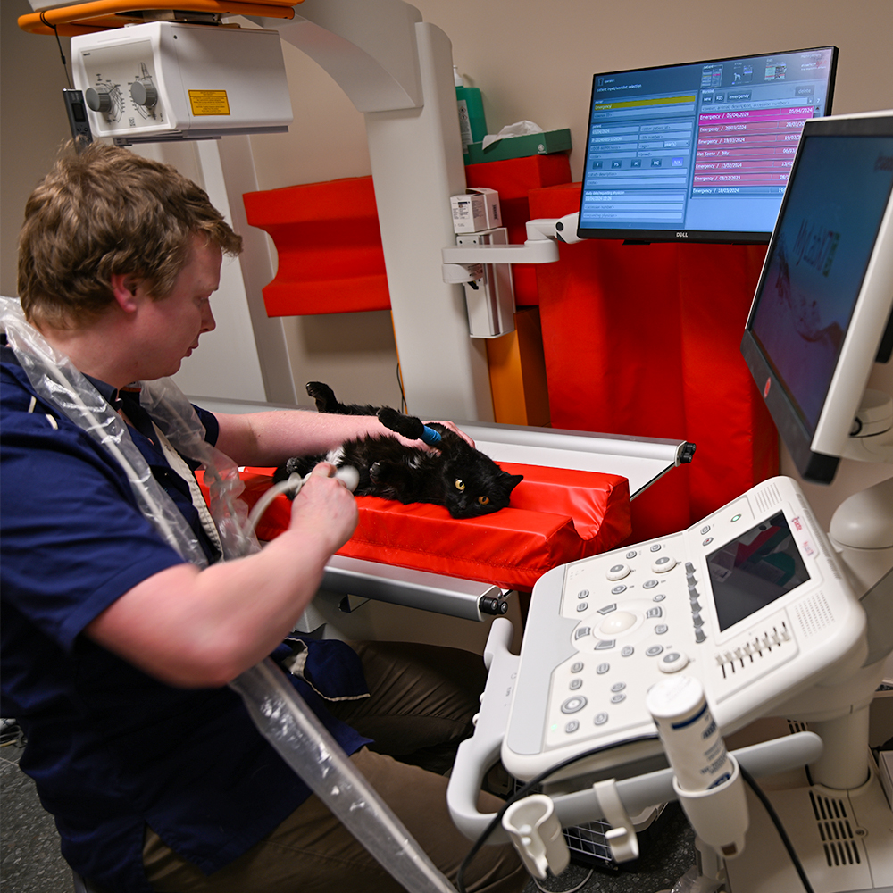 Consultatie kat bij DAP Lindendreef uit Ternat